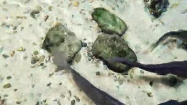 Üç taş, temiz su ve balık.