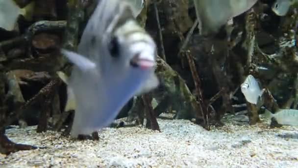 Peixes Prata Nadando Através Galhos Árvores Claro — Vídeo de Stock