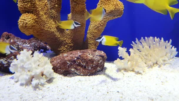 Piękno Akwarium Żółta Ryba — Wideo stockowe