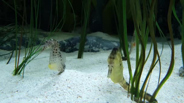 Two White Yellow Seahorses Rest Peace — Stock Video