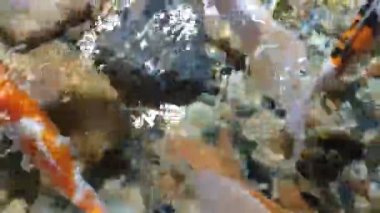 Etrafta dolaşan bir grup büyük ipek balığı.