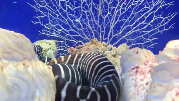 Deniz Yılanbalıkları Önlerinde Dikenli Kirpi Balıkları — Stok video