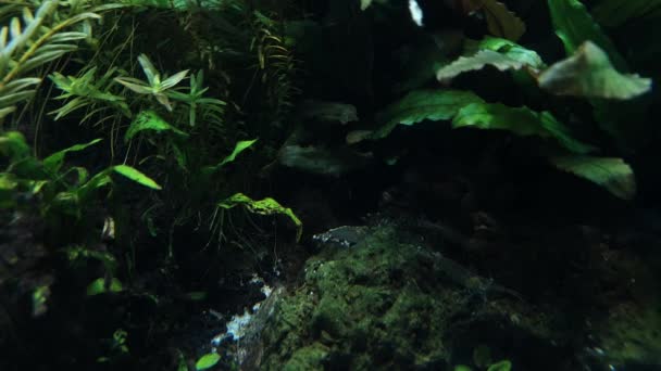 Shrimp Aquatic Reef — Stock Video