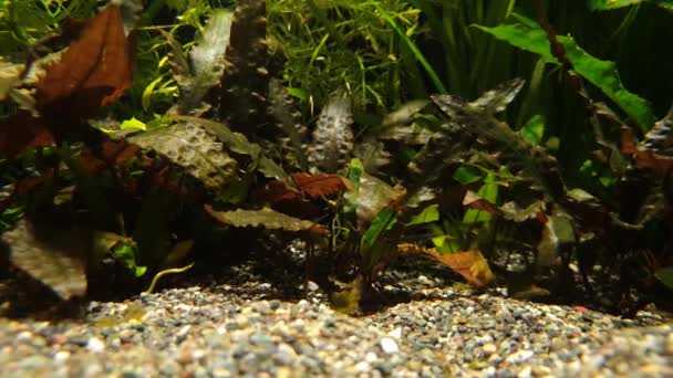 Rośliny Wodne Żwir Ryby — Wideo stockowe