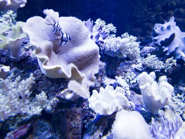 Büyük bir sabah şatafatlı deniz şakayığı ve dinlenen bir balık.