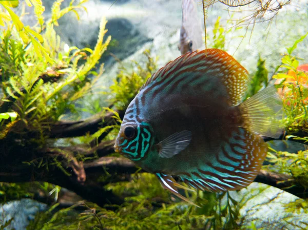 Bel Pesce Con Modello Particolare Luce Blu — Foto Stock