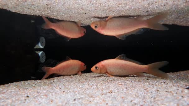 Dois Peixes Espelhados Superfície Água — Vídeo de Stock