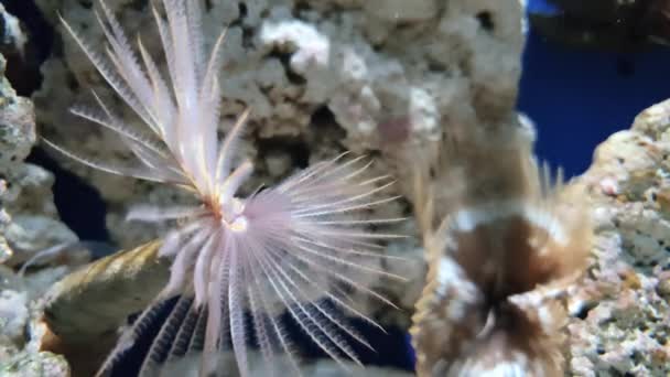 Primo Piano Del Piccolo Anemone — Video Stock