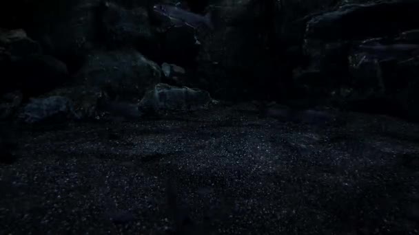 黑暗沙底周围的鱼 — 图库视频影像