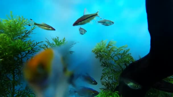 Ryby Odpočívající Kolem Vodních Rostlin Větví — Stock video