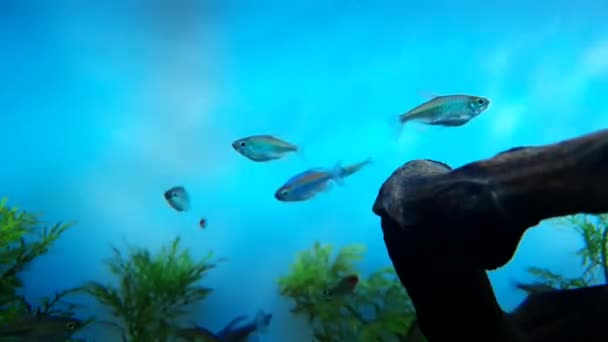 Kleine Vis Blauw Water Gezien Achter Takken — Stockvideo