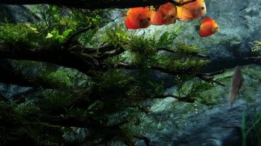 Turuncu balıklar yeşil çimenlerin arasında oynuyorlar.