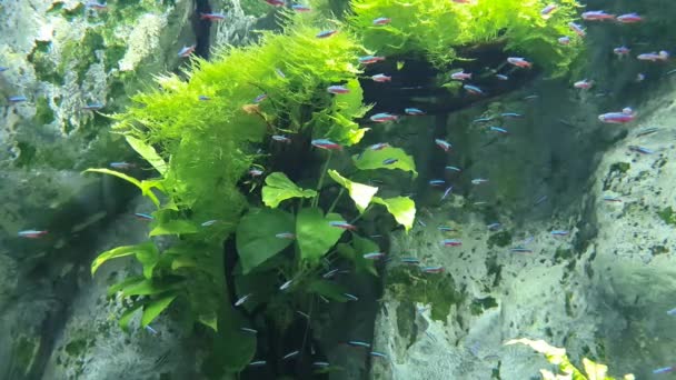 Eine Gruppe Schillernder Kleiner Fische Inmitten Des Wassergrases — Stockvideo