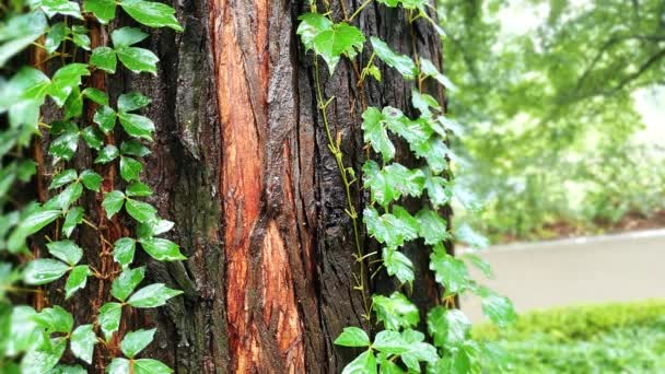 Ivy Vinné Révy Pocit Starého Stromu — Stock video