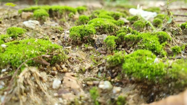 Kalk Green Ardown Moss Peak Cluster — Stockvideo