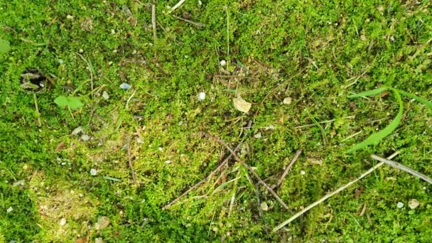 Moss Suelo Del Bosque Sombras Luz Solar Los Dientes — Vídeo de stock