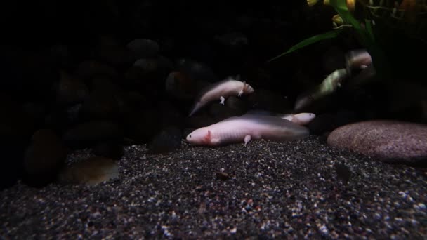 Ψάρια Umfalupa Σκοτεινά Νερά — Αρχείο Βίντεο
