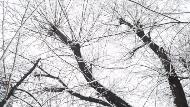 Nieve Cayendo Entre Ramas Cielo Nublado — Vídeos de Stock