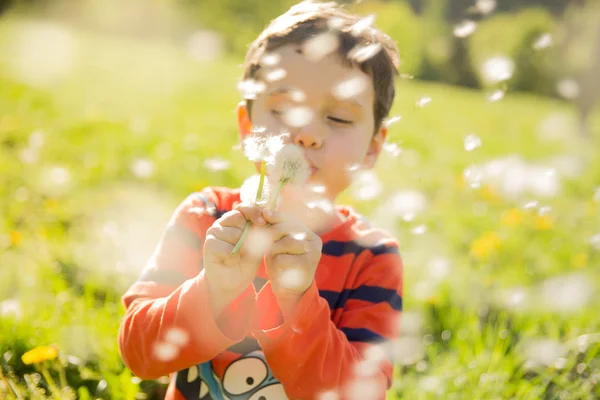 Niño soplando diente de león, actividad, aspiraciones, fondo, hermoso, golpe, soplado, niño, brillante, casual, alegre, niño, infancia, color, colorido, lindo, diente de león, día, sueños, emoción , — Foto de Stock