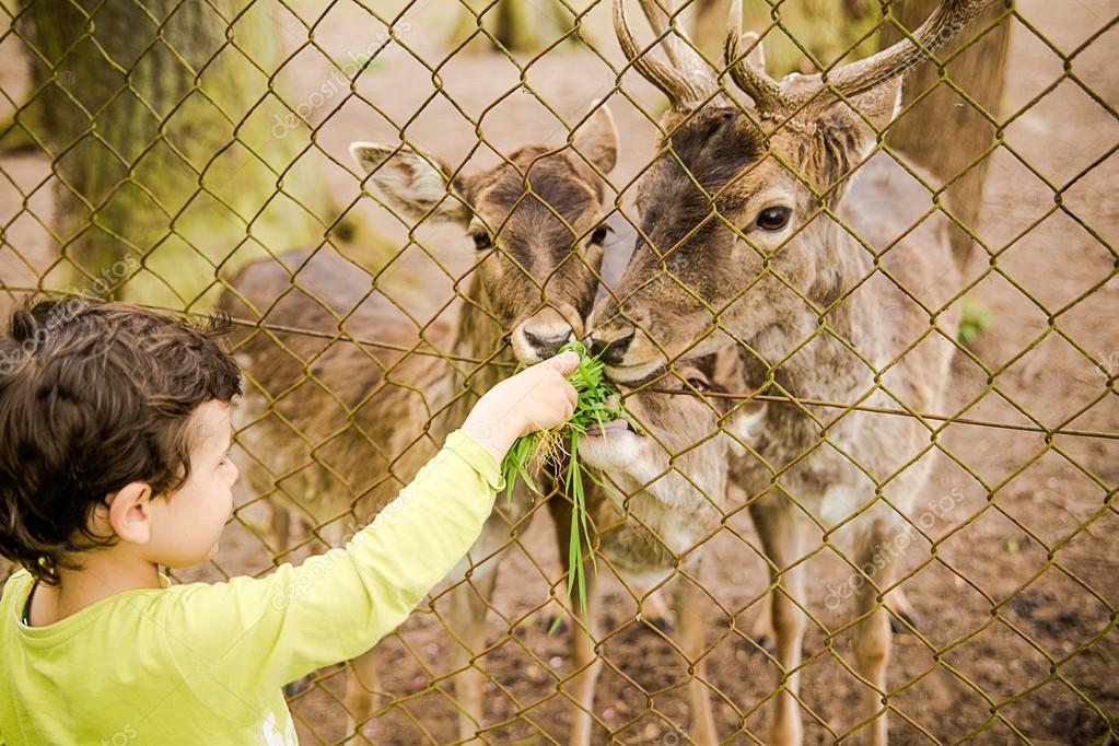 Child food deer in park,animal, boy, brown, care, child