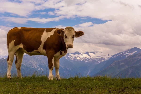 Alpinkuh, tehenet, Alpen, Ausztria — Stock Fotó