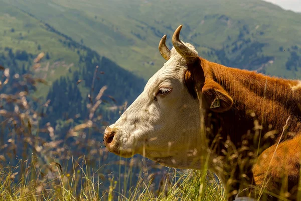 Alpenkuh 牛 — 图库照片