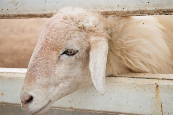 White sheep in farm — Stock Photo, Image