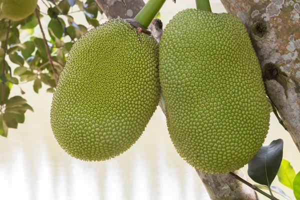 Ağaçta asılı jackfruits