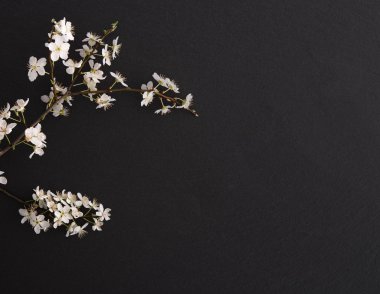 Taş zemin üzerine kiraz çiçeği