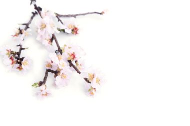 Beyaz kiraz çiçeği