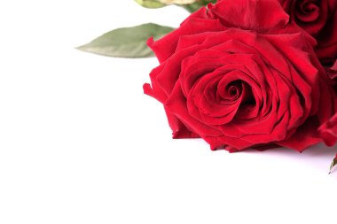 Beyaz üzerine kırmızı gül