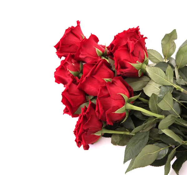 Rote Rosen auf weißem Grund — Stockfoto