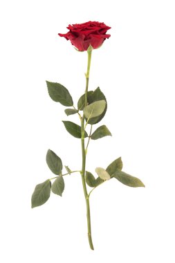 beyaz izole kırmızı gül