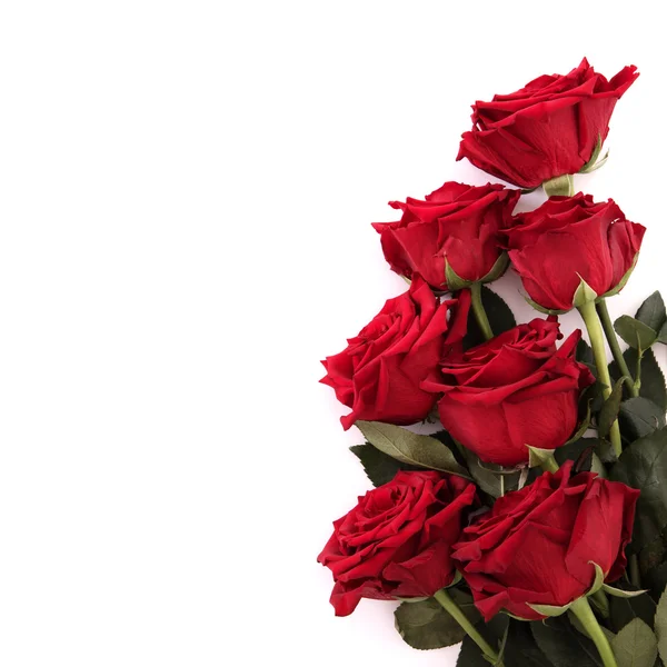 Rote Rosen auf weißen isoliert — Stockfoto