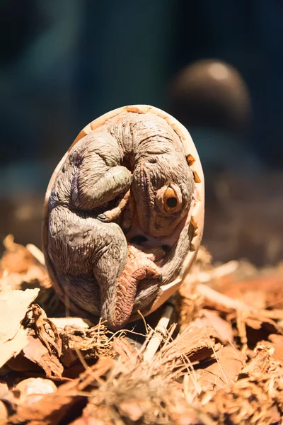 Petrifacted yumurta dinozor