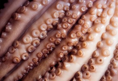 Ham ahtapot yakın çekim tentacles