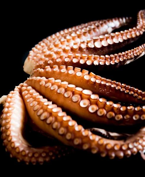 Boiled octopus — Stock Photo, Image