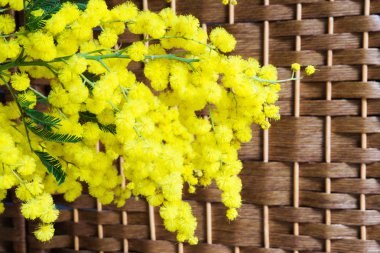 Mimoza Hasır arka plan üzerinde