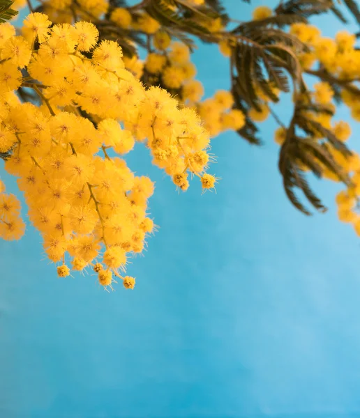 Mimosa no fundo azul — Fotografia de Stock