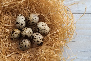 Yuvada bıldırcın yumurtası