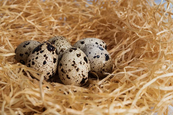 Quail eggs in the nest — Stock Photo, Image