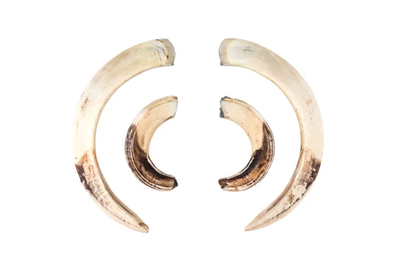 Yaban domuzu tusk üzerine beyaz izole