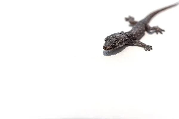 Baby lizard — Stock Photo, Image