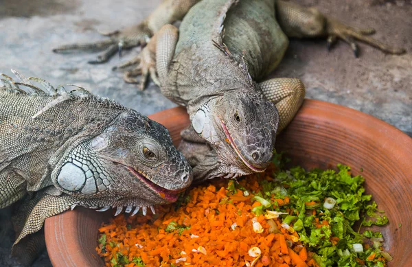 Two iguanas eating — Stock Photo, Image