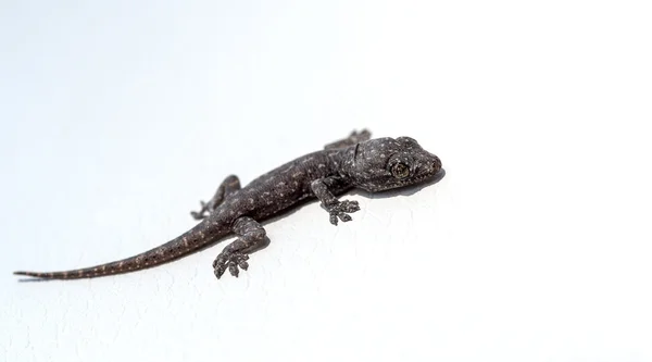 Baby lizard — Stock Photo, Image