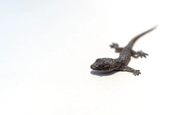 Baby lizard — Stock Photo, Image