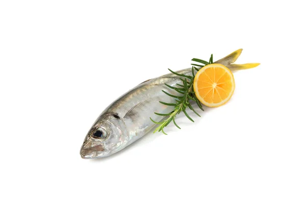 Frischer Fisch — Stockfoto