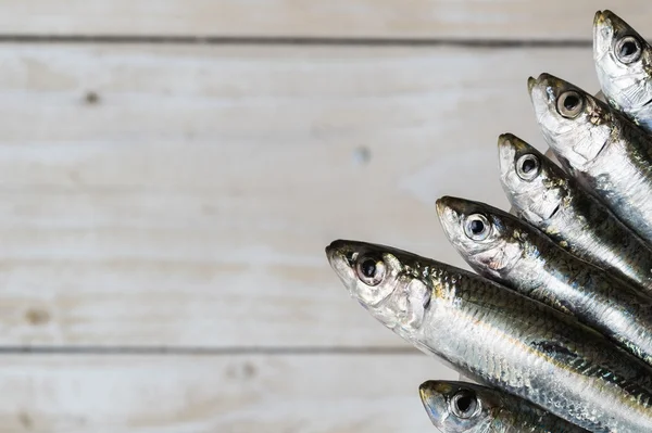 Cinq sardines — Photo