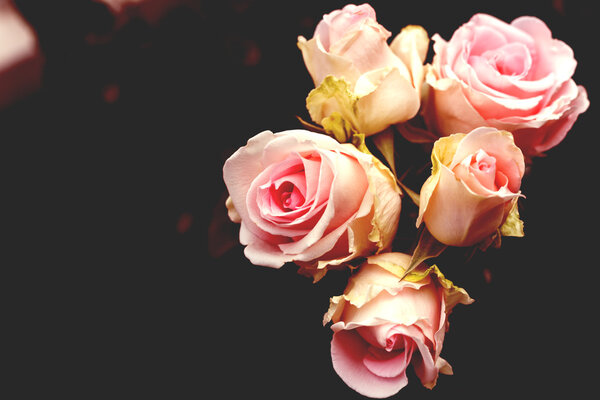 Five pink roses with yellow tonning and vintage effects