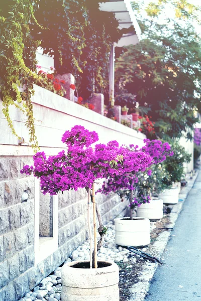 Bougainvillaea nær med stenmur - Stock-foto